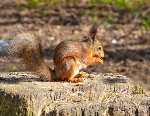 Esquilo vermelho rói uma noz na floresta — Fotografia de Stock