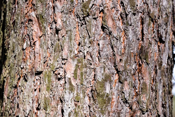 Kuru ağaç kabuğu dokusu arkaplanı — Stok fotoğraf