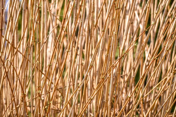 Kuru dalları doğal doğal arka plan. Kahverengi — Stok fotoğraf