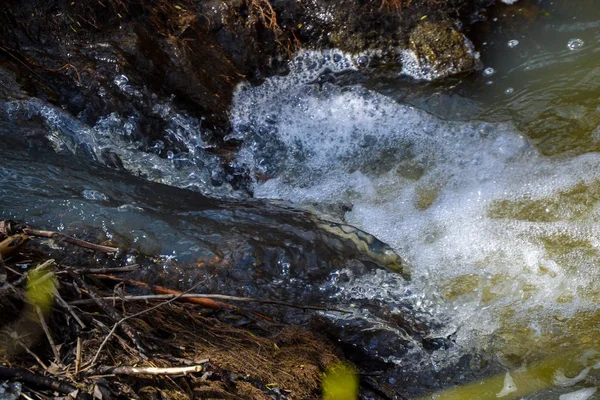 Fluxo selvagem na floresta. Fluxo de ebulição. Natureza florestal . — Fotografia de Stock