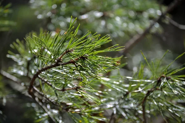 Ramo de pinheiro com um cone. Close-up. Floresta de primavera — Fotografia de Stock