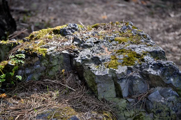 Vecchia grande pietra in un bosco coperto di muschio — Foto Stock