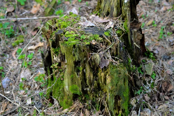 Ruttnande trädstam i skogen — Stockfoto