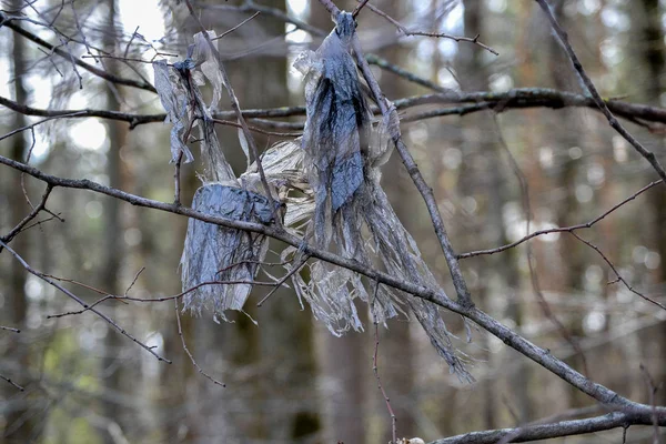 Pieces of polyethylene hanging on the branches. Environmental pollution. Ecological problems — Stock Photo, Image