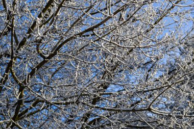 Hoarfrost arka planda mavi gökyüzü ile kaplı bir şube detayı