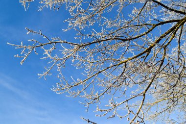 Hoarfrost arka planda mavi gökyüzü ile kaplı bir şube detayı