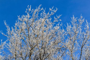Hoarfrost arka planda mavi gökyüzü ile kaplı bir şube detayı
