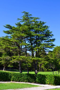 Yeşil ağaçlar. Summer Park, Karadağ.