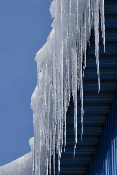 Large, sharp icicles hang from the roof. Dangerous icicles on the roof. — Stock Photo, Image
