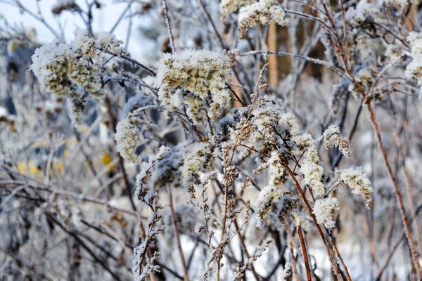 Grama seca e folhas cobertas com geada branca e neve . — Fotografia de Stock