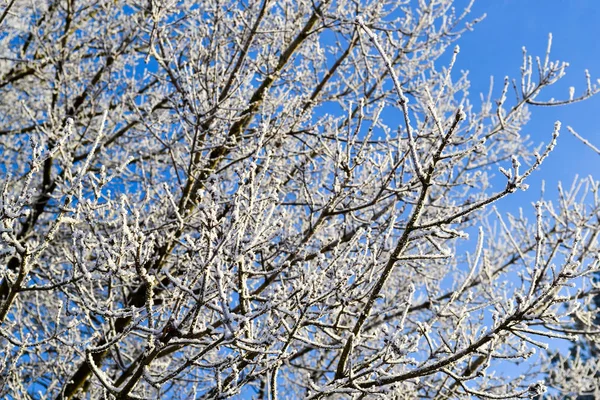 Detalhe de um ramo coberto com geada com céu azul no fundo — Fotografia de Stock