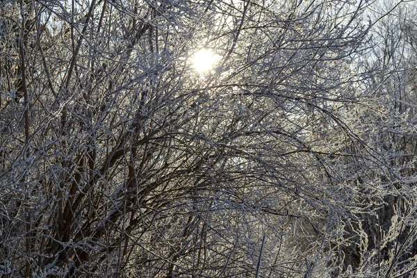 Árvores de inverno e arbustos fortemente espalhados por neve profunda. O sol brilha pelo arbusto — Fotografia de Stock