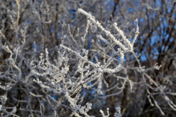 Arbres et buissons d'hiver fortement parsemés de neige épaisse. Neige givré hiver russe . — Photo