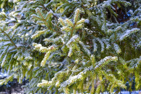 Fundo de inverno, árvores na neve — Fotografia de Stock