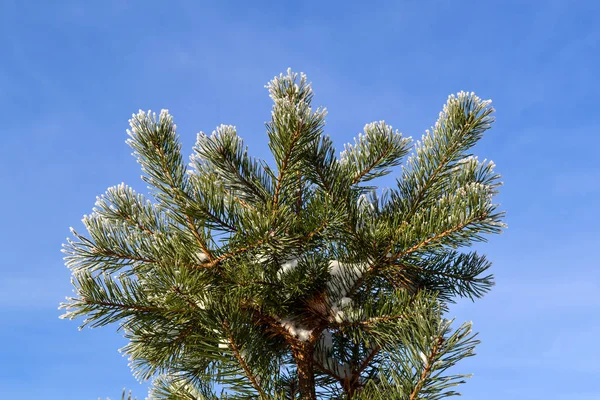 Winter Hintergrund, Bäume im Schnee — Stockfoto