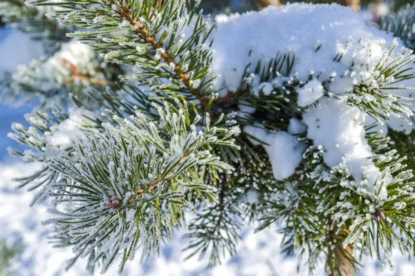 겨울 배경, 눈 속에서 나무 — 스톡 사진