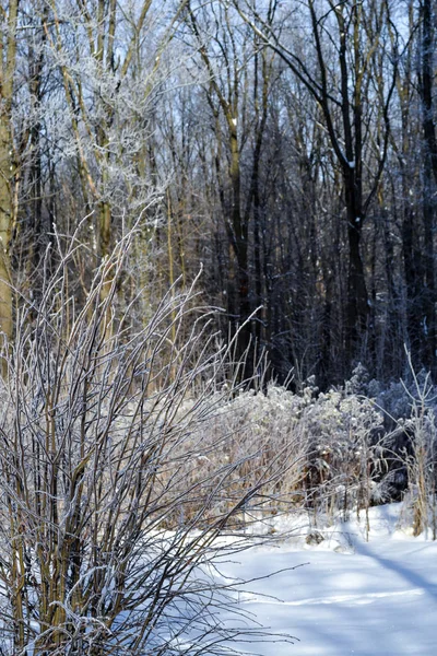 Erba secca e foglie ricoperte di gelo bianco e neve . — Foto Stock