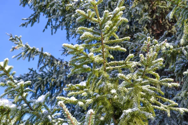 Winter Hintergrund, Bäume im Schnee — Stockfoto