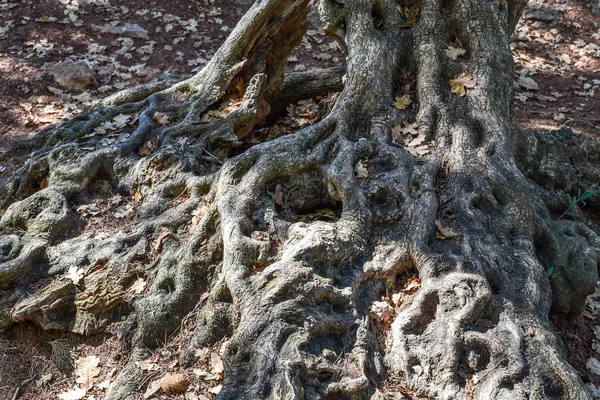 Interlaced tree roots. Relief tree close-up — Stock Photo, Image