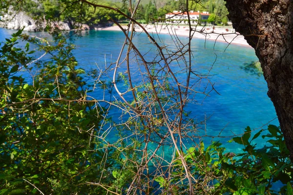 Nice view of the sea. Top view through the trees. Adriatic Sea. Montenegro. — Stock Photo, Image