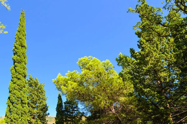 Зеленые деревья. Летний парк, Черногория . — стоковое фото
