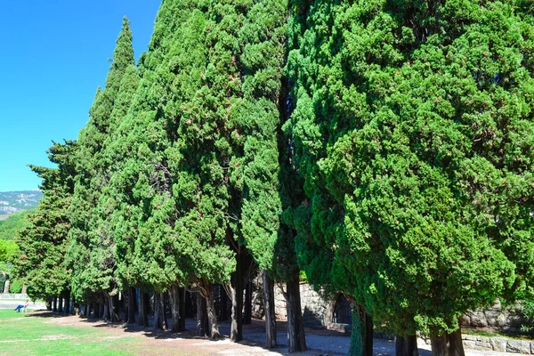 Зеленые деревья. Летний парк, Черногория . — стоковое фото