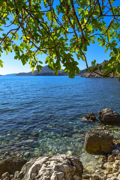 Beautiful sea view. Blue sky and turquoise water. Tree branches on top of frame Adriatic Sea. Montenegro. — Stock Photo, Image