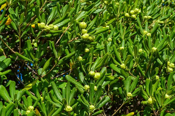 Branches vertes avec des fruits semblables à la noix. Monténégro — Photo