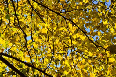 Güzel sonbahar arka plan. Dallarda sarı yapraklar. Güneşe karşı