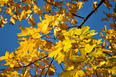Renk akçaağaç yaprakları ve dalları üzerinde. Sonbahar renkleri. Sarı, mavi gökyüzüne karşı kırmızı