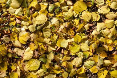 Güzel sonbahar arka plan. Sarı yapraklar