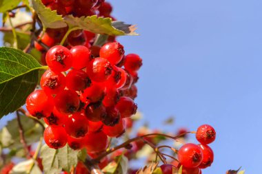 Ağaçta kırmızı alıç. Olgun çilek demetleri