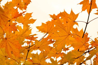 Renk akçaağaç yaprakları ve dalları üzerinde. Sonbahar renkleri. Sarı, gökyüzüne karşı kırmızı