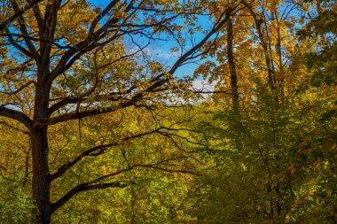 Dalların üzerinde meşe yaprakları. Güneşle aydınlatılmış.
