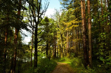 Orman manzarası. Yağmurdan sonra yüksek çam ve yaprak döken ağaçlar. Rusya