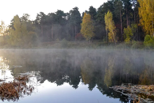 Las znajduje odzwierciedlenie w spokojnej błękitnej wodzie lasu jeziora. Wczesnym rankiem. Mgła nad wodą. — Zdjęcie stockowe