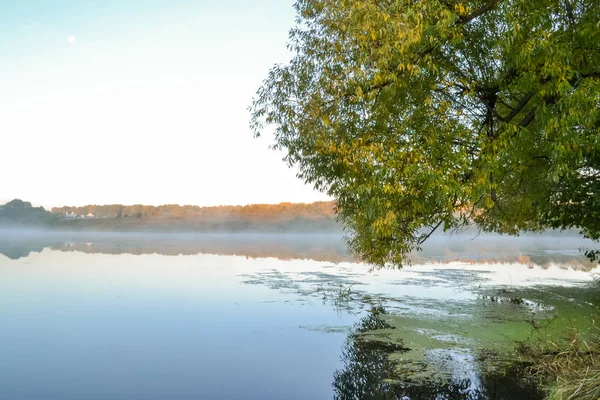 El árbol crece por el agua. Forest Lake. Temprano. . — Foto de Stock