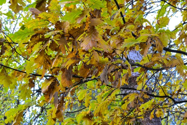 Séchage des feuilles de chêne sur les branches. Automne — Photo