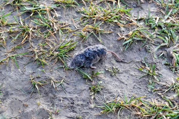 Dead field mouse. Covered with dew — Stock Photo, Image