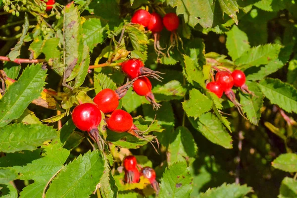 Bacche di un dogrose su un cespuglio. giornata di sole — Foto Stock