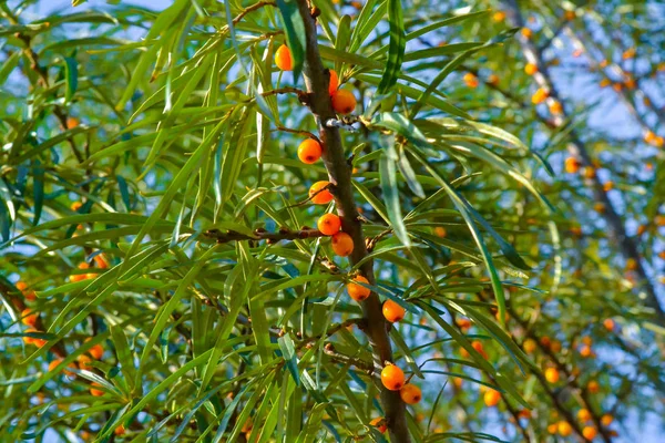 Bagas de mar-buckthorn em um arbusto. Ramos verdes em um dia ensolarado — Fotografia de Stock