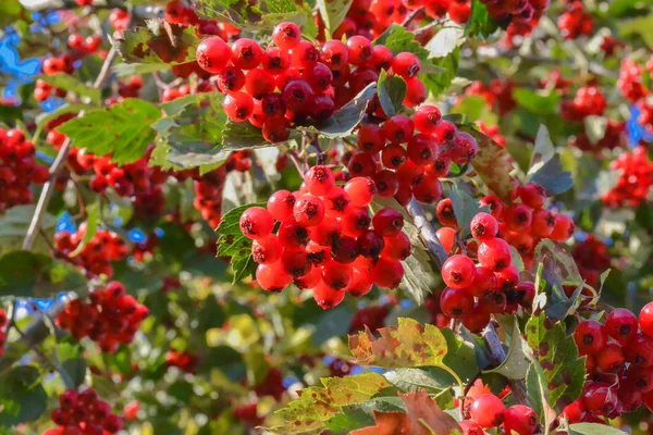 Red hawthorn on a tree. Bunches of ripe berries — Stock Photo, Image