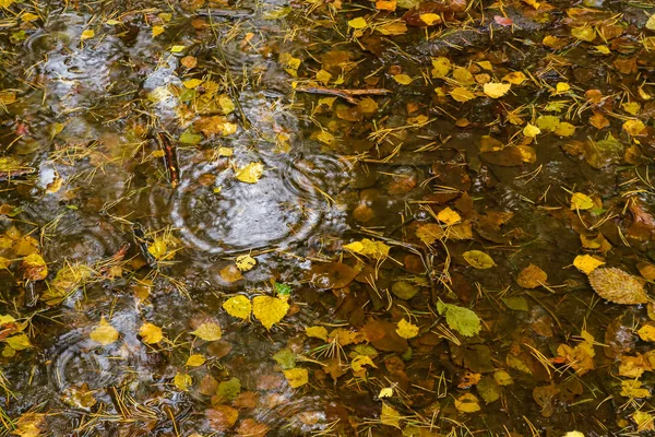 Les feuilles d'automne reposent dans une flaque d'eau. Automne, pluie dans la forêt. Vue d'en haut — Photo