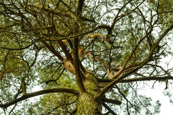 Un pino viejo con ramas torcidas. Ver desde abajo — Foto de Stock