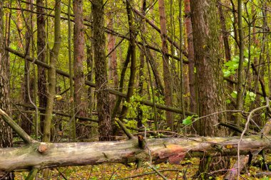 Ormanda devrilen ağaçlar. Aşılmaz bir çalılık