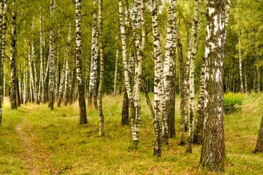 Grove huş ağaçları ve erken sonbaharda kuru ot