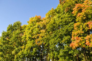 Sonbahar. Akçaağaç mavi gökyüzüne karşı kırmızı, sarı bırakır