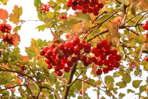 Rowan berries, Mountain ash (Sorbus) tree with ripe berry — Stock Photo, Image