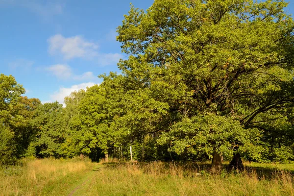 Eikenbomen in het bos. Zonnige dag. Blauwe hemel — Stockfoto