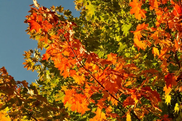 Color maple leaves and on branches. Autumn colors. Yellow, red against the blue sky Royalty Free Stock Photos